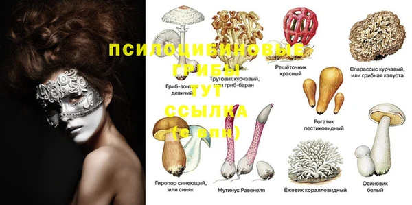 стаф Белокуриха